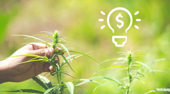 What Are the Best Hemp Business Opportunities? Hemp Business