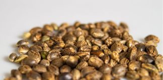 Things You Need to Know Before Setting Up a Cannabis Seed Bank Business