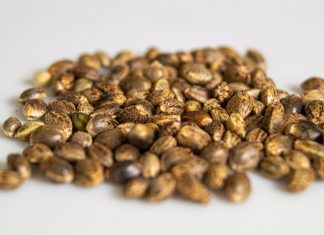 Things You Need to Know Before Setting Up a Cannabis Seed Bank Business Things You Need to Know Before Setting Up a Cannabis Seed Bank Business