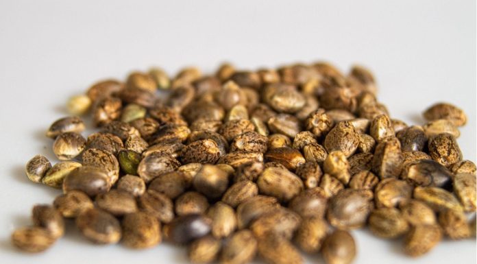 Things You Need to Know Before Setting Up a Cannabis Seed Bank Business Things You Need to Know Before Setting Up a Cannabis Seed Bank Business