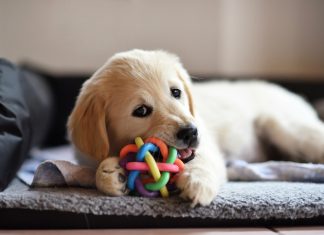 Dog