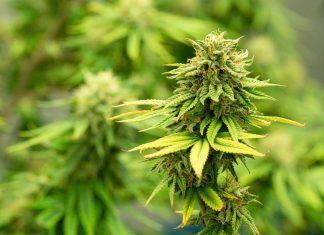Cannabis