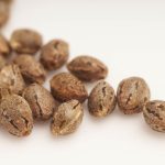 What Are the Cons of Feminized Seeds? Feminized Seeds