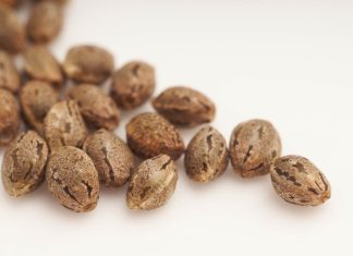 Feminized Seeds