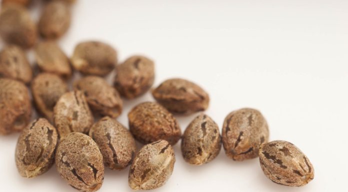 What Are the Cons of Feminized Seeds? Feminized Seeds