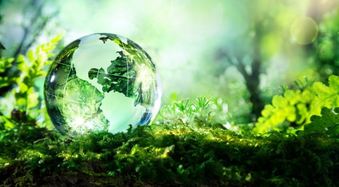 Planting Trees and Creating Jobs in Malawi with Fruitful Office planting trees