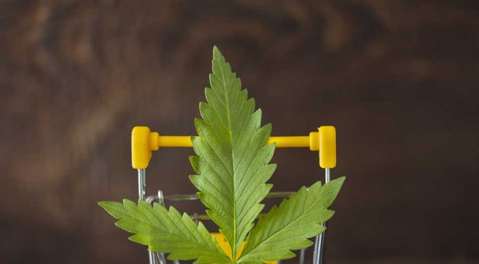 How to Buy Cannabis in an Online Store in Canada buyng cannabis