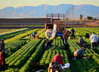 The Top 15 Farming Jobs You Can Apply for Today farming jobs