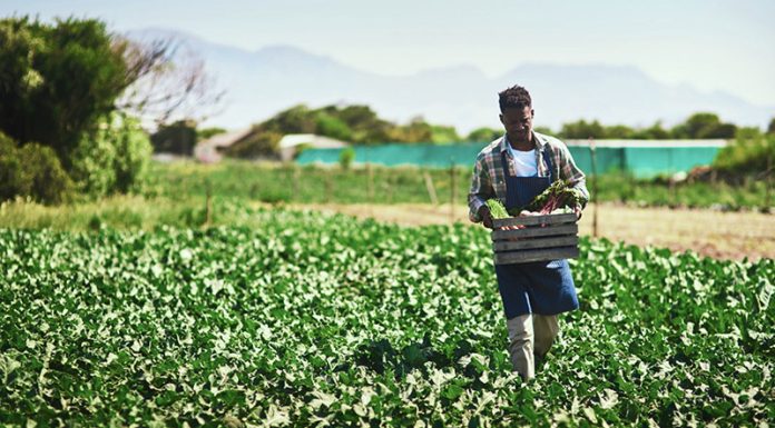 Black Farmers Debt Relief Black Farmers Debt