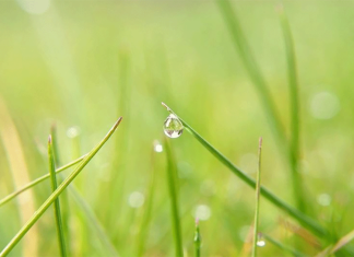 Lepironia Grass Straws in Vietnam: The Ultimate Sourcing Guide lepironia