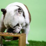 Healthy Pet Diet