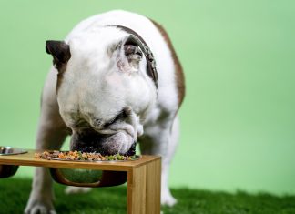Healthy Pet Diet