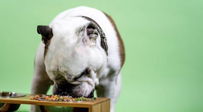 Everything You Need to Know About a Healthy Pet Diet Healthy Pet Diet