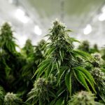 The Future of Marijuana Legalization in the UK Marijuana Legalization in the UK