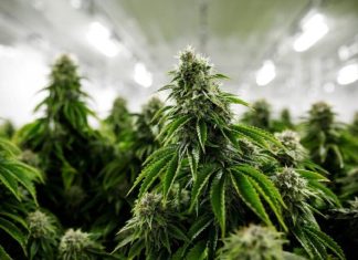 The Future of Marijuana Legalization in the UK Marijuana Legalization in the UK