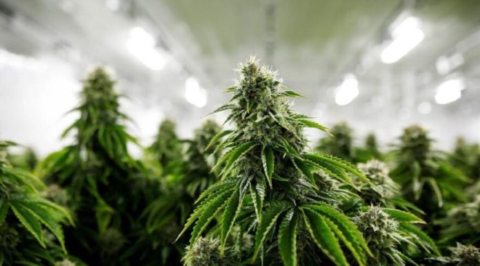 The Future of Marijuana Legalization in the UK Marijuana Legalization in the UK