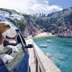 Traveling With Pets Made Easy: A Guide to Pet-Friendly Rental Cars Pet-Friendly Rental Cars