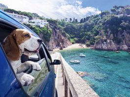 Traveling With Pets Made Easy: A Guide to Pet-Friendly Rental Cars Pet-Friendly Rental Cars
