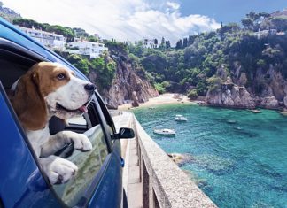 Traveling With Pets Made Easy: A Guide to Pet-Friendly Rental Cars Pet-Friendly Rental Cars