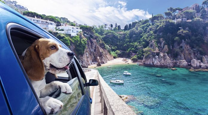 Traveling With Pets Made Easy: A Guide to Pet-Friendly Rental Cars Pet-Friendly Rental Cars