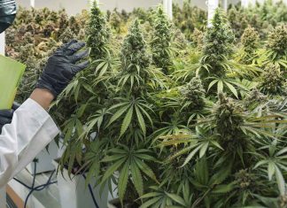 Cannabis