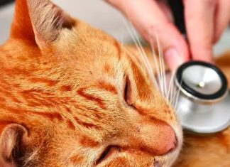 Cat Health Issues
