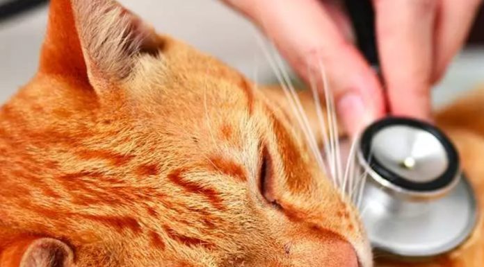 Managing Cat Health Issues With Specialized Cat Diets Cat Health Issues