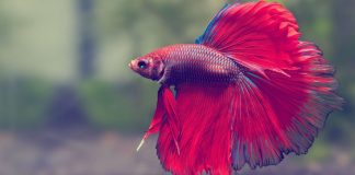 Discover Your Ideal Fish Today