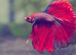 Discover Your Ideal Fish Today Discover Your Ideal Fish Today