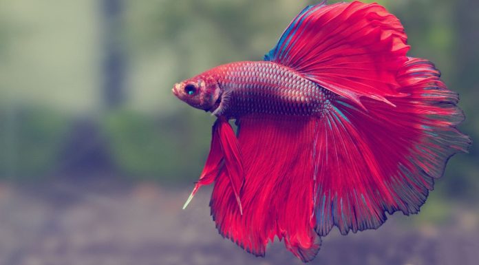 Discover Your Ideal Fish Today