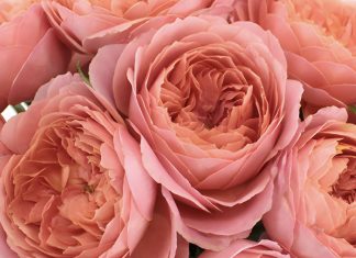 Stunning Flower