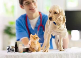 Where Healthcare is a Pet Subject