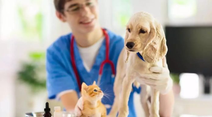 Where Healthcare is a Pet Subject