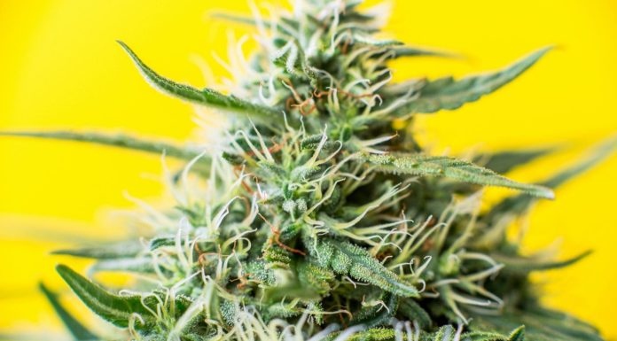 4 Common CBGA Products A Simple Guide