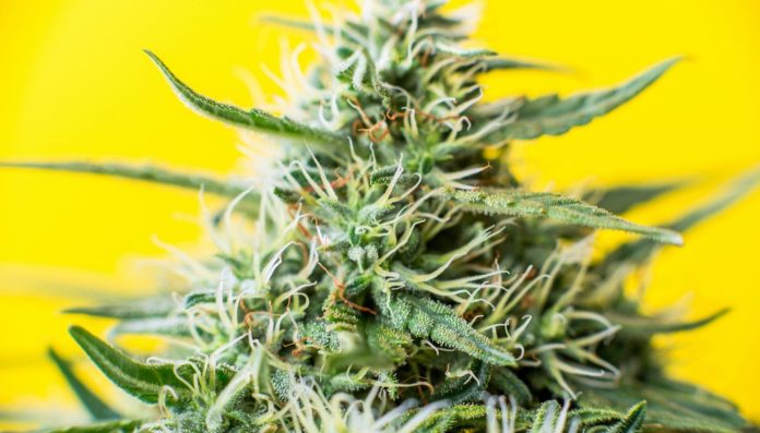 4 Common CBGA Products A Simple Guide 4 Common CBGA Products A Simple Guide