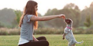 Puppy Training 101 Essential Skills for a Well-Behaved Pup