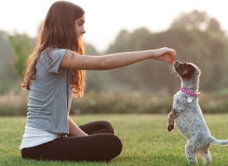Puppy Training 101 Essential Skills for a Well-Behaved Pup