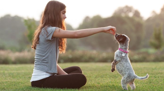 Puppy Training 101 Essential Skills for a Well-Behaved Pup