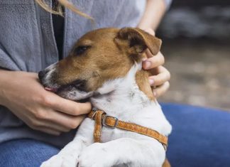 Why Having Dog Bite Insurance Is Important Why Having Dog Bite Insurance Is Important