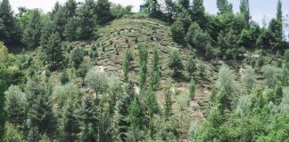 Pinetree Hill: Where Luxury and Natural Beauty Converge pine hills