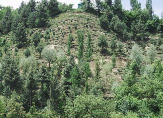 Pinetree Hill: Where Luxury and Natural Beauty Converge pine hills