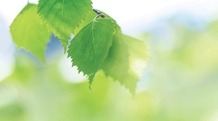 Sustainability Warriors