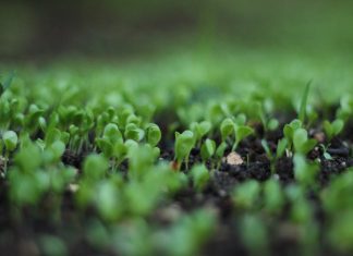 Sustainable Agriculture: Balancing Profitability and Environmental Responsibility Sustainable Agriculture