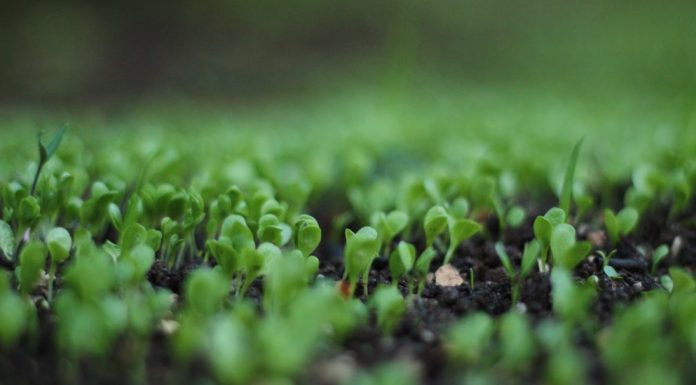 Sustainable Agriculture