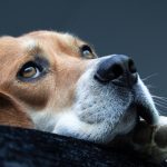 The Causes of Canine Anxiety What to Know
