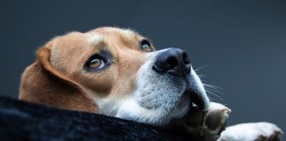 The Causes of Canine Anxiety: What to Know The Causes of Canine Anxiety What to Know