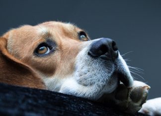 The Causes of Canine Anxiety: What to Know The Causes of Canine Anxiety What to Know