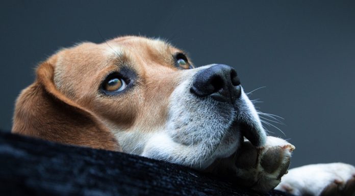 The Causes of Canine Anxiety What to Know
