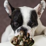 Unveiling the Magic How Mushrooms Can Boost Your Dog's Well-being