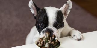 Unveiling the Magic How Mushrooms Can Boost Your Dog's Well-being